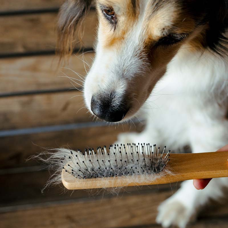 Manen- & Staartborstel Metallpiggar Bruin