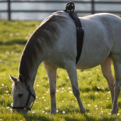 Veulenwacht Birth Alarm Lite 2.0 Veulenwacht Birth Alarm Lite 2.0