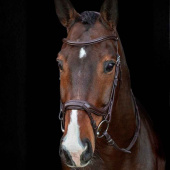 Hoofdstel Ancona Select Bruin Hoofdstel Ancona Select Bruin