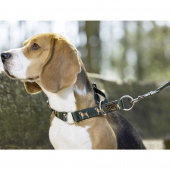 Hondenriem Beagle Groen