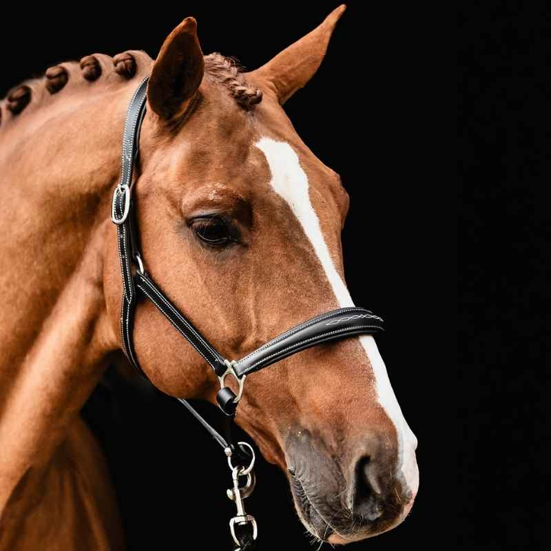 Leren halster Frisco F Zwart