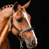 Leren halster Frisco F Zwart Leren halster Frisco F Zwart