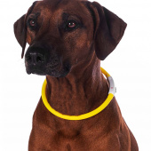 Hondenhalsband LED-lampen Geel