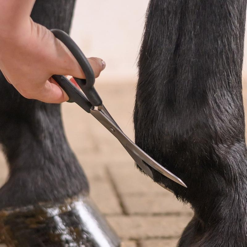 Schaar Fetlock Shears Bend Zwart