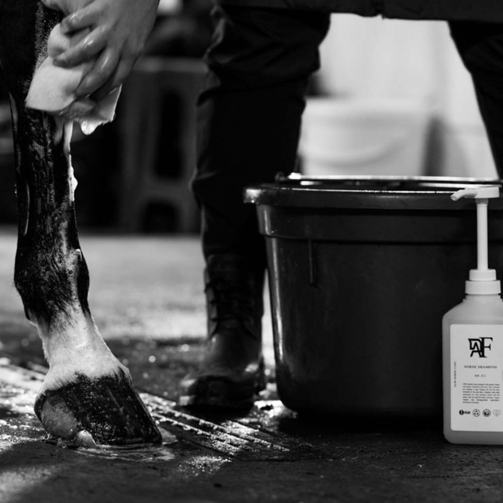 Shampoo Everyday Original 00.01