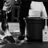 Shampoo Everyday Original 00.01 Shampoo Everyday Original 00.01