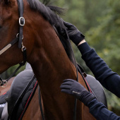 Winterrijhandschoenen Winsford Zwart Winterrijhandschoenen Winsford Zwart