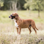 Neusbontje Zwart Neusbontje Zwart