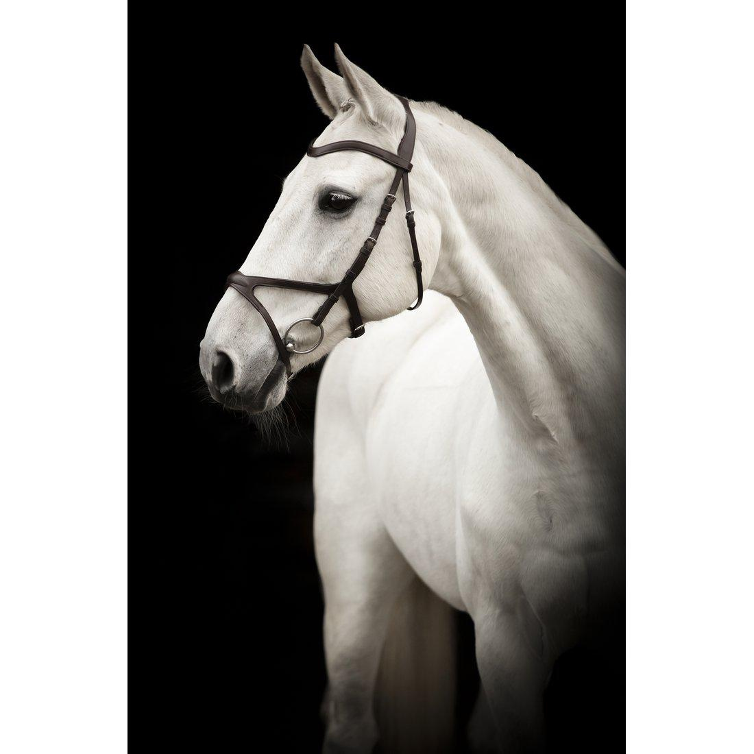 Hoofdstel Arthur Bruin