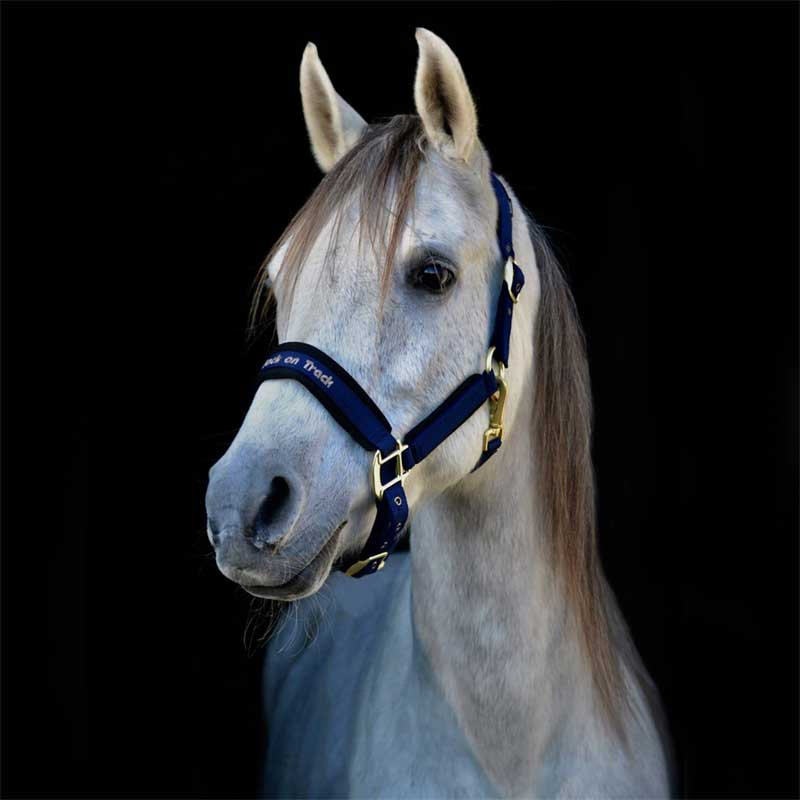 Halster Werano Blauw