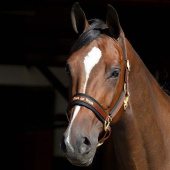 Halster Werano Bruin Halster Werano Bruin