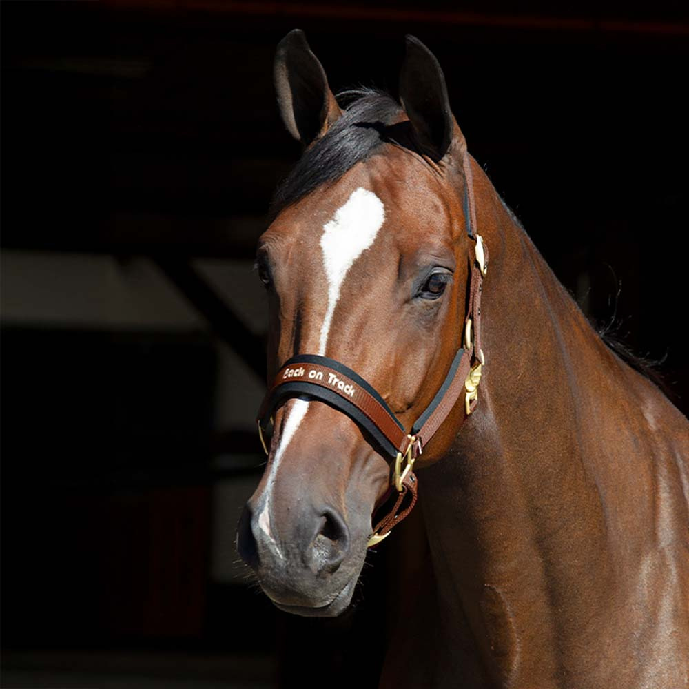 Halster Werano Bruin