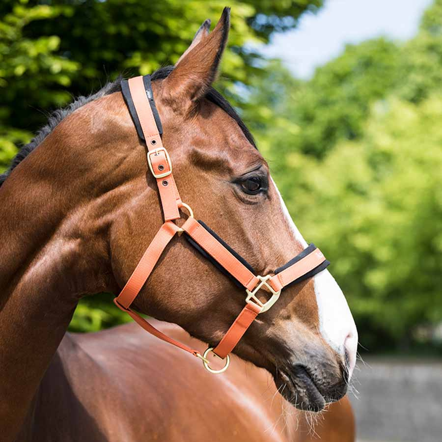 Halster Werano Oranje
