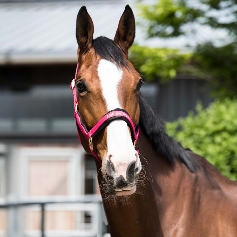 Halster Werano Roze