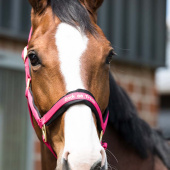 Halster Werano Roze Halster Werano Roze
