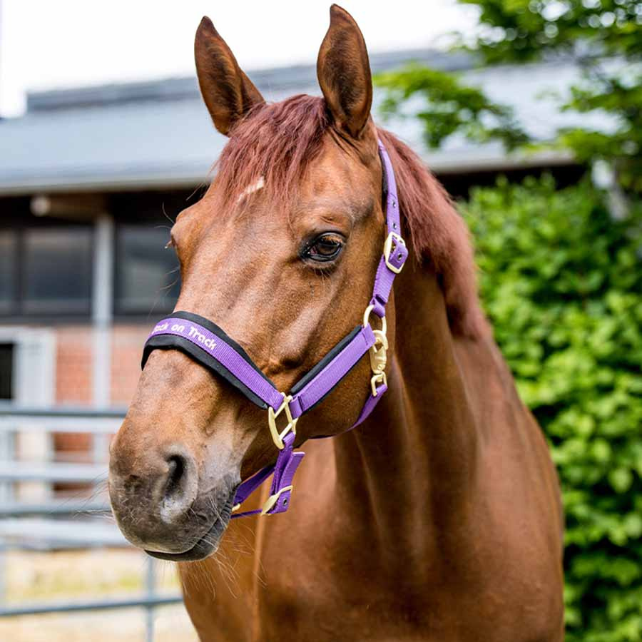 Halster Werano Paars