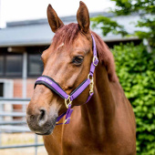 Halster Werano Paars Halster Werano Paars