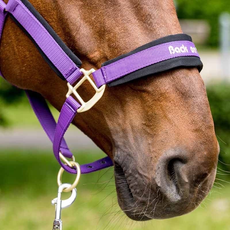 Halster Werano Paars