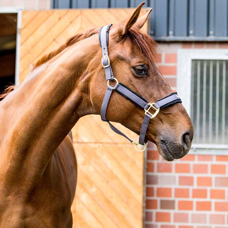 Halster Werano Grijs