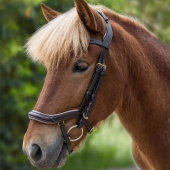 IJslands hoofdstel Anatomic Bruin IJslands hoofdstel Anatomic Bruin