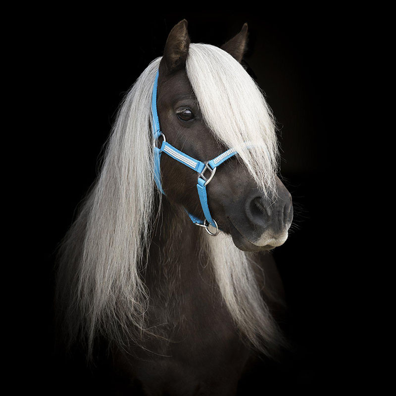 Halster Mini Strass Blauw