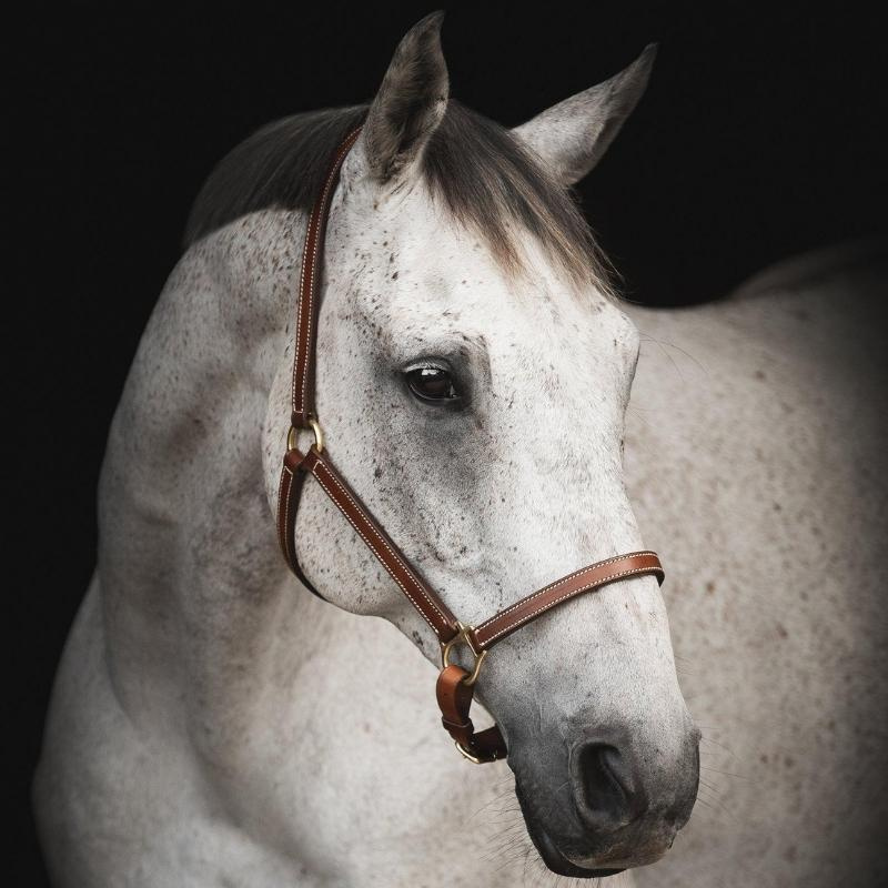 Leren halster Track Supreme Bruin
