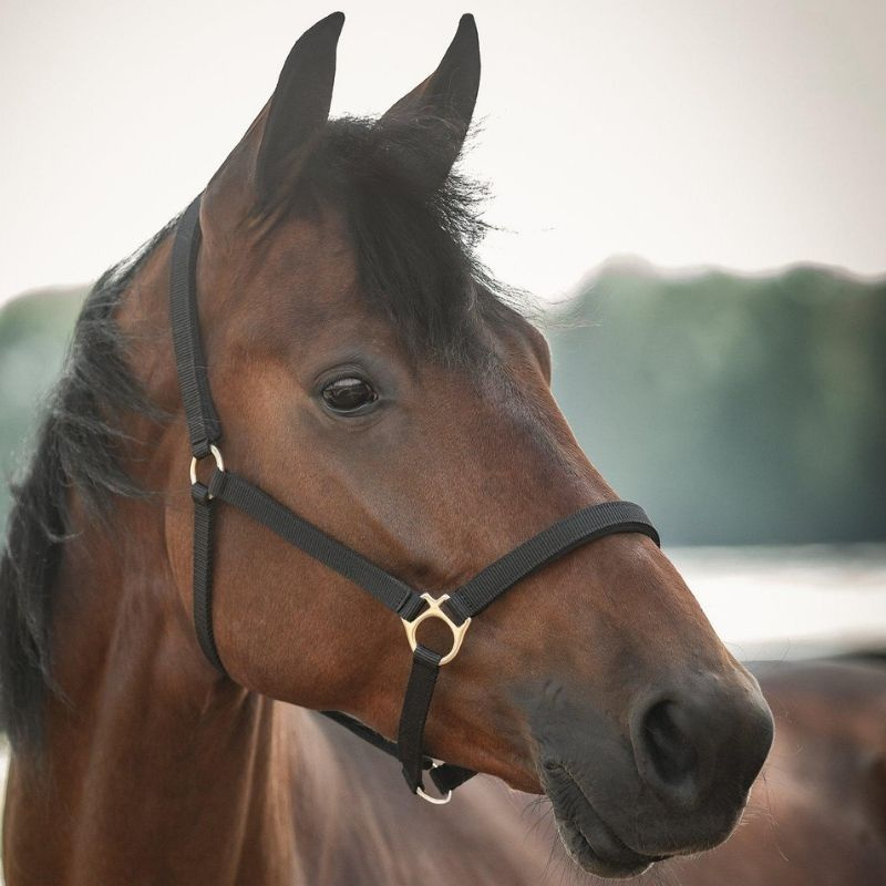 Halster Track Zwart