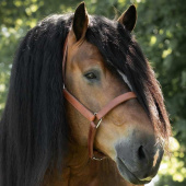 Leren halster Draft Oak Bark Leren halster Draft Oak Bark