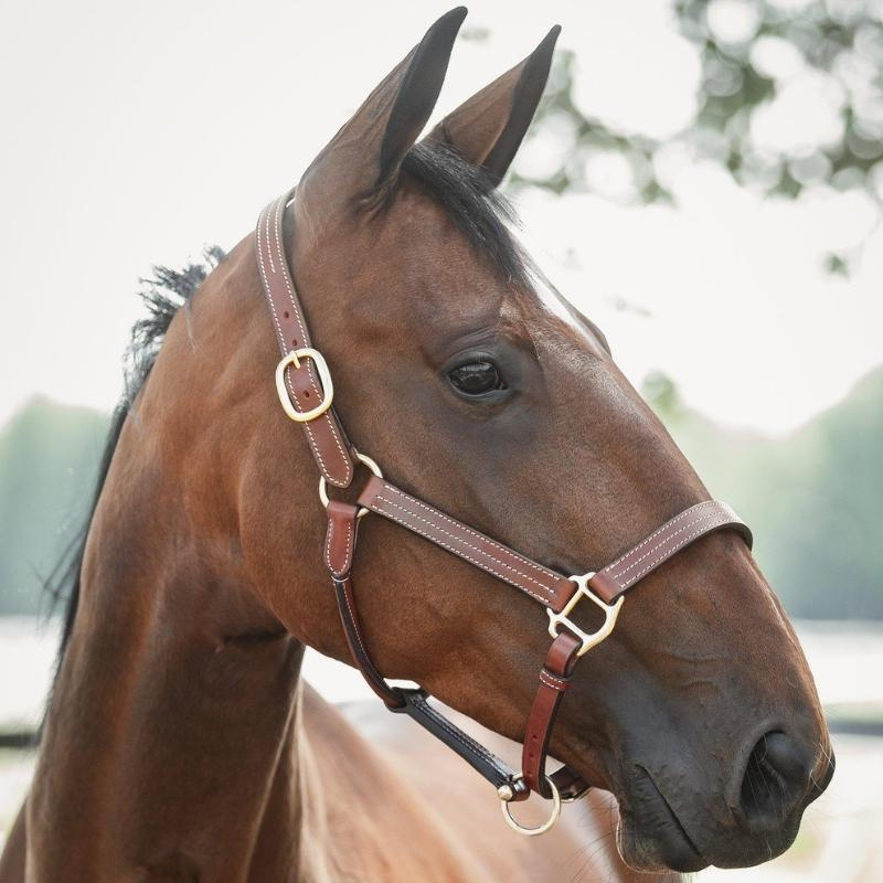 Leren halster Lexington Supreme Bruin