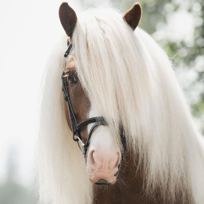 Neusriem Islandic Braid Supreme Zwart