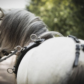 Longeersingel Shetland/Pony Zwart Longeersingel Shetland/Pony Zwart