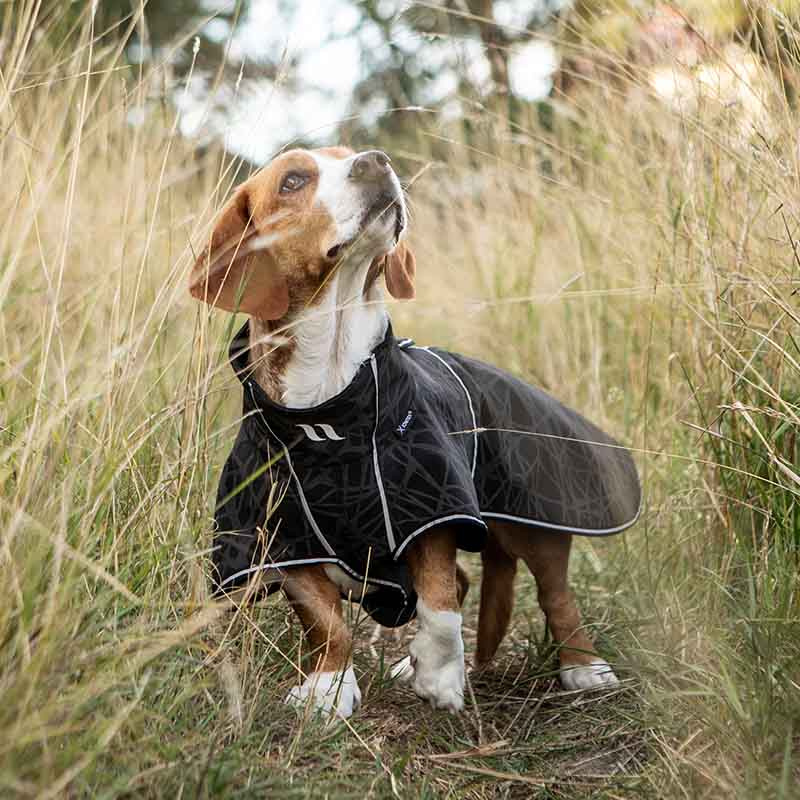 Honden Softshelljas Buddy 2.0 Long Back Zwart