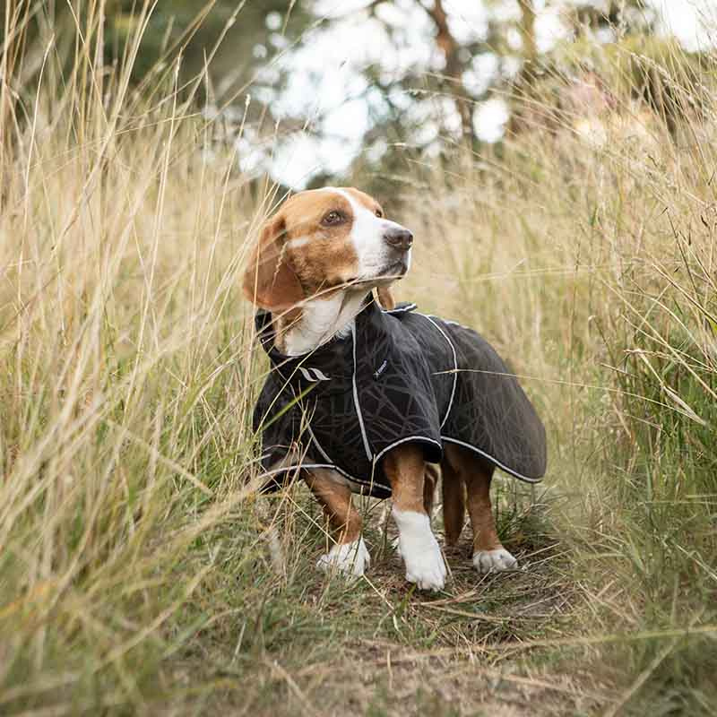 Honden Softshelljas Buddy 2.0 Long Back Zwart