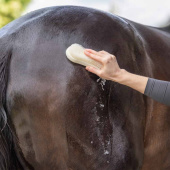 Borstel Sustainable Natuur Borstel Sustainable Natuur