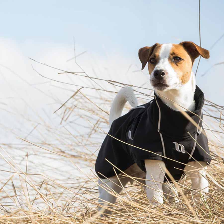 Hondendeken Bark Zwart