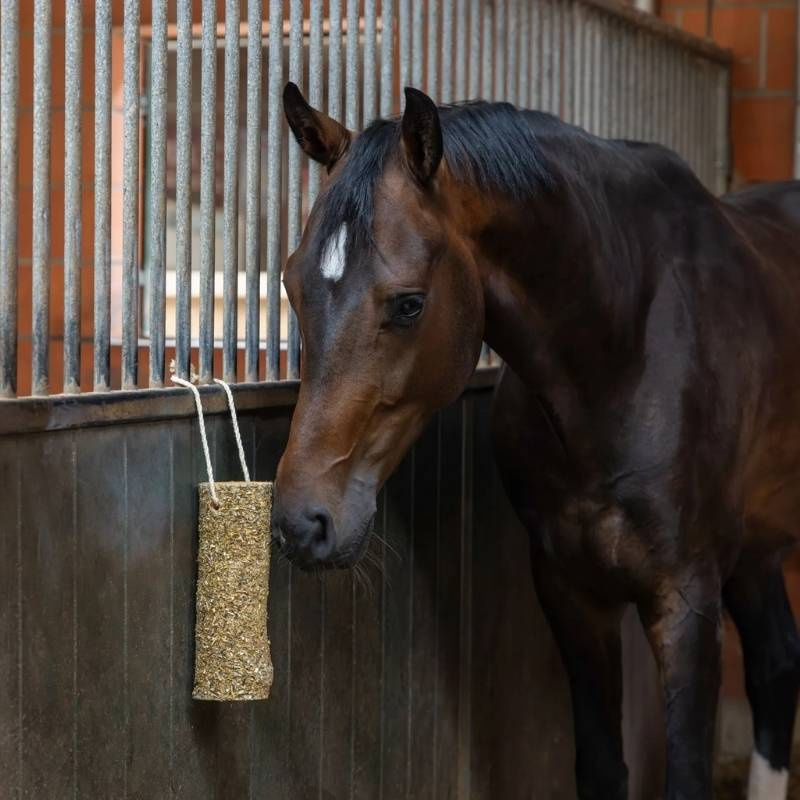 Paardenspeelgoed Nibbler Stick Metabolism