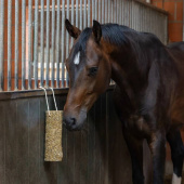 Paardenspeelgoed Nibbler Stick Metabolism Paardenspeelgoed Nibbler Stick Metabolism