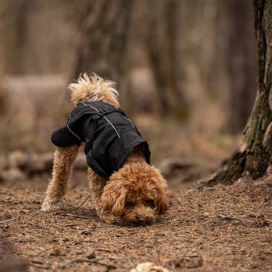 Honden Regenjas Bay High Tail Zwart