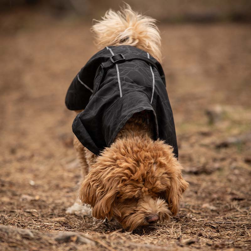 Honden Regenjas Bay High Tail Zwart