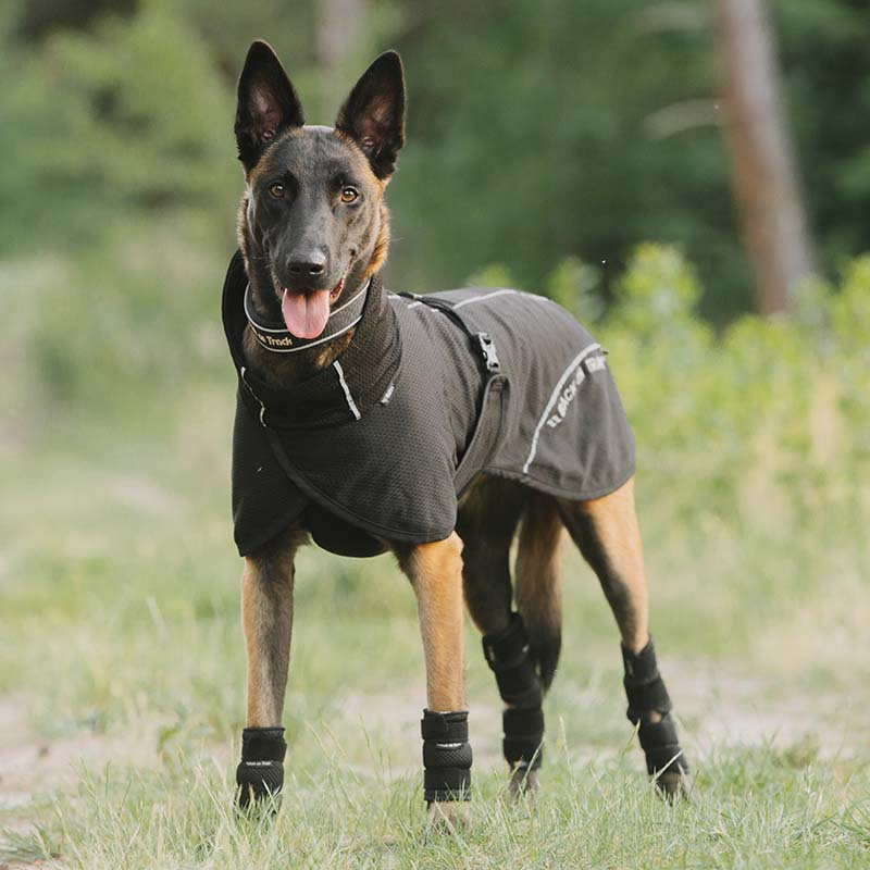 Honden Meshjas Bay Low Tail Zwart