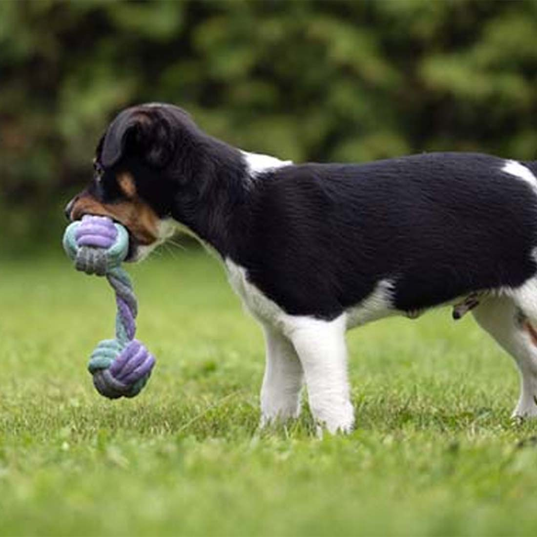 Hondenspeelgoed Junior Touwrapport Grijs/Turquoise/Paars