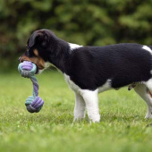 Hondenspeelgoed Junior Touwrapport Grijs/Turquoise/Paars Hondenspeelgoed Junior Touwrapport Grijs/Turquoise/Paars