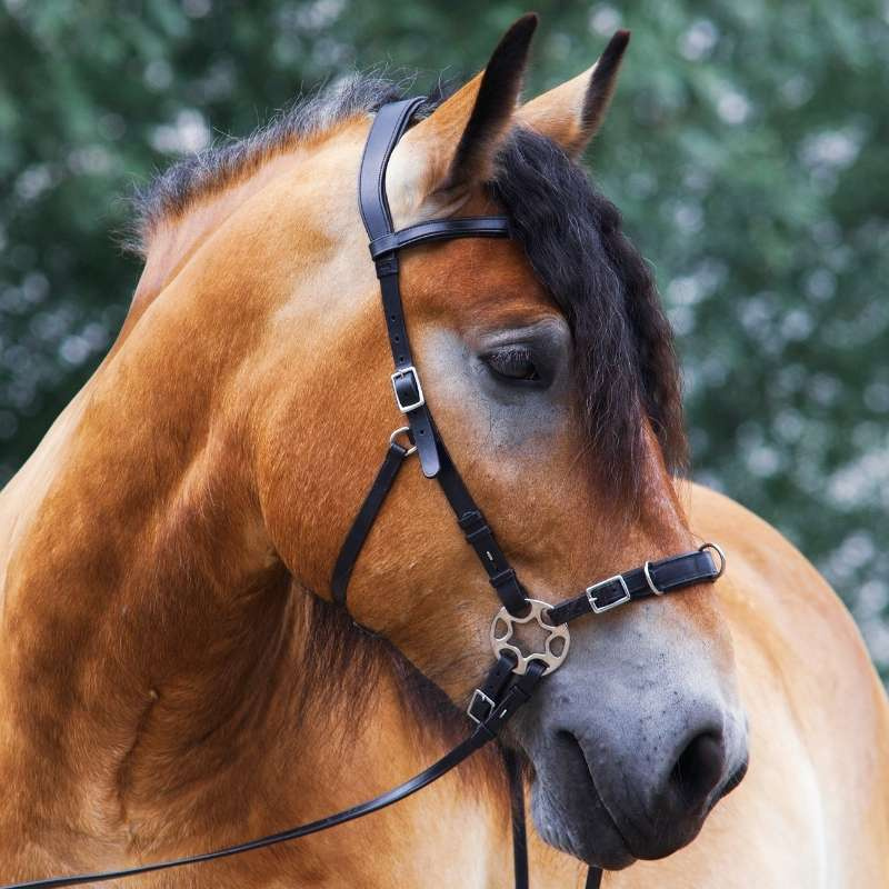 Bitloos Hoofdstel Caval Cavemore Zwart