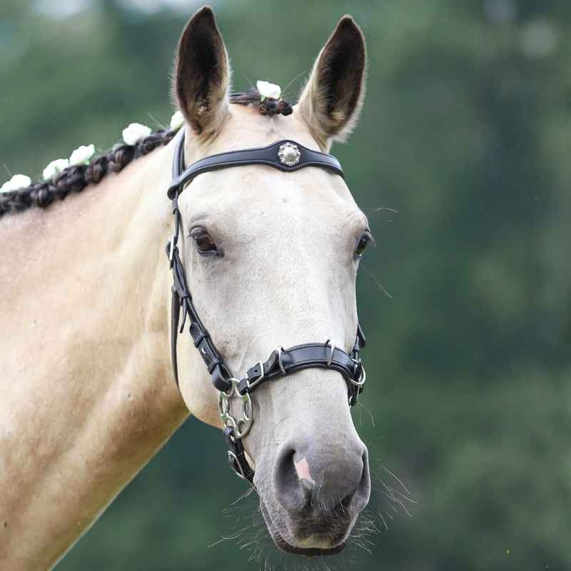 Bitloos Hoofdstel Caval Cavemore Zwart