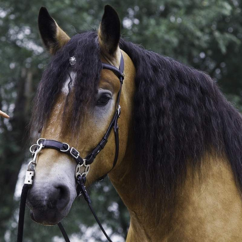 Bitloos Hoofdstel Caval Cavemore Zwart