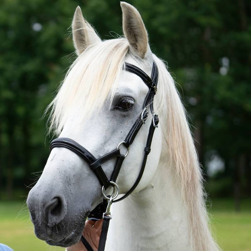 Bitloos Hoofdstel Isabel Sidepull Zwart