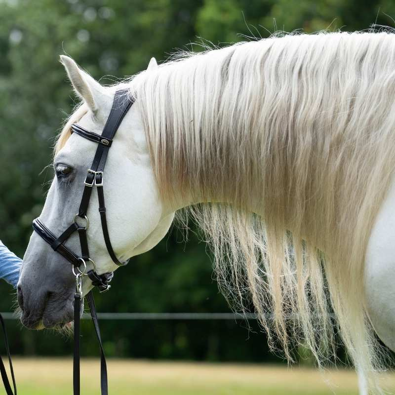 Bitloos Hoofdstel Isabel Sidepull Zwart