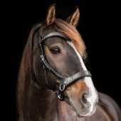 Bitloos Hoofdstel Glory Sidepull Zwart Bitloos Hoofdstel Glory Sidepull Zwart