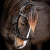 Bitloos Hoofdstel Glory Sidepull Zwart Bitloos Hoofdstel Glory Sidepull Zwart