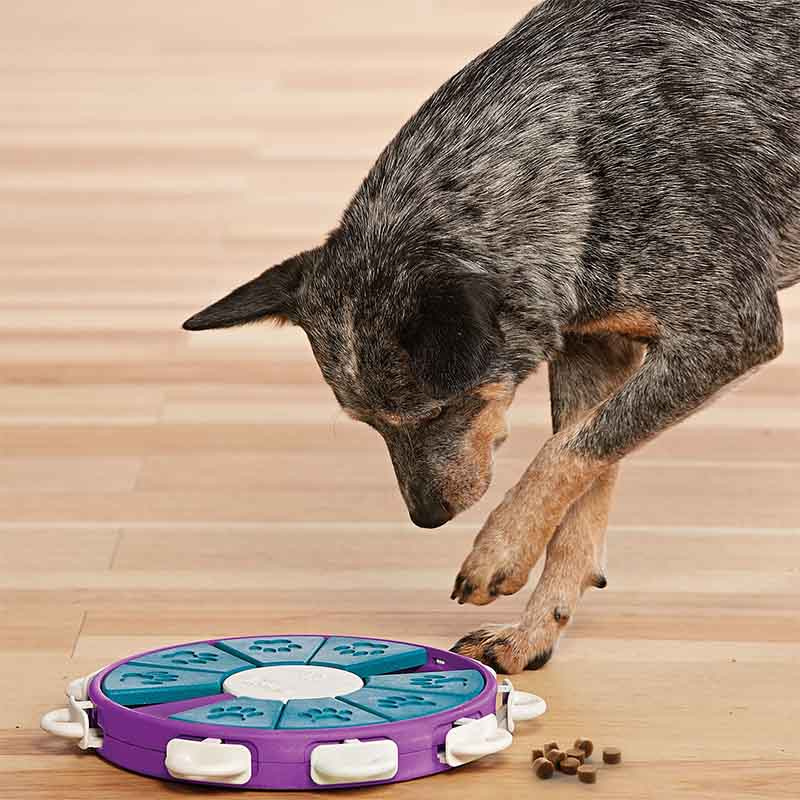 Activiteitsspeeltje Dog Twister Level 3 Paars/Turquoise/Wit